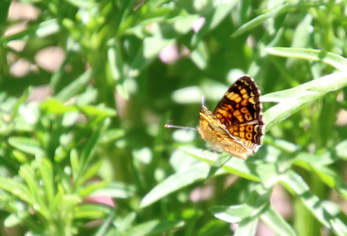 Pearl Crescent photographed in Arizona