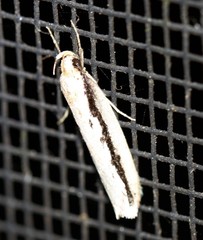 Leptocroca sanguinolenta