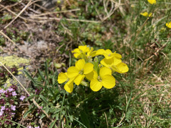Erysimum duriaei pyrenaicum