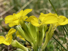Erysimum duriaei pyrenaicum