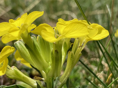 Erysimum duriaei pyrenaicum