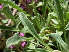 Erysimum duriaei pyrenaicum