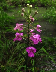 Platanthera peramoena