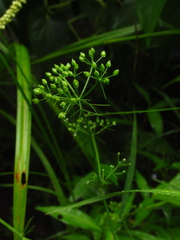Ptilimnium