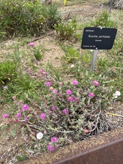 Ruschia perfoliata