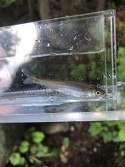 Notropis stramineus