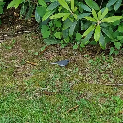 Dark-eyed Junco photographed in Georgia