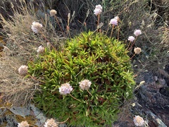 Armeria berlengensis