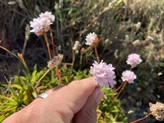 Armeria berlengensis