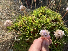 Armeria berlengensis