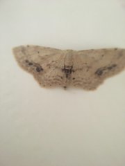 Idaea dimidiata