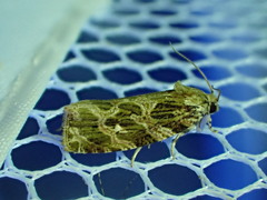 Phaecasiophora