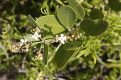 Avicennia germinans