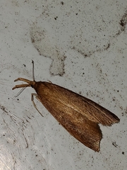 Schoenobius gigantella