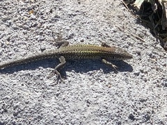 Podarcis carbonelli berlengensis