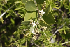 Avicennia germinans
