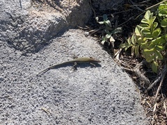 Podarcis carbonelli berlengensis