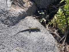 Podarcis carbonelli berlengensis