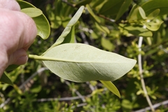 Avicennia germinans