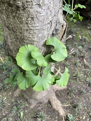 Ginkgo