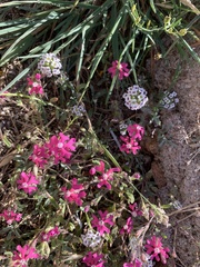 Silene scabriflora