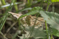 Euchlaena marginaria