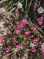 Silene scabriflora