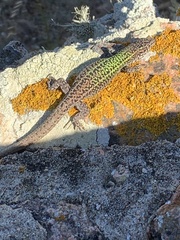 Podarcis carbonelli berlengensis