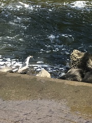 Nycticorax nycticorax