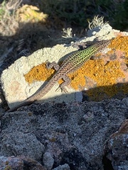 Podarcis carbonelli berlengensis