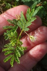 Desmanthus leptolobus