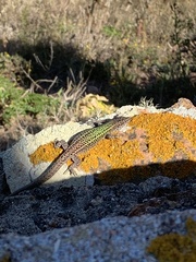 Podarcis carbonelli berlengensis