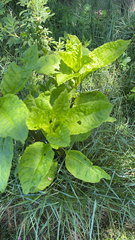 Alkekengi officinarum