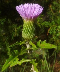 Cirsium engelmannii