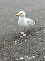 Larus argentatus