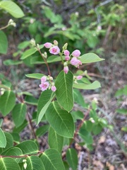 Apocynum androsaemifolium