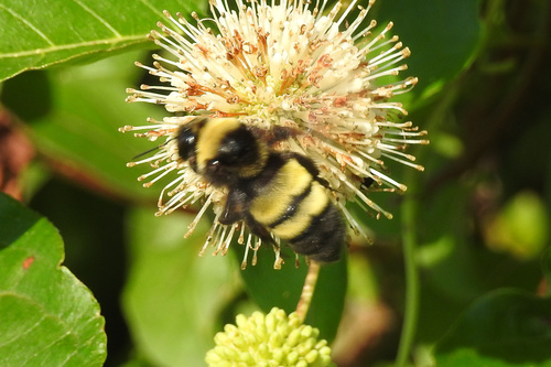 Black-and-gold Bumble Bee
