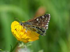 Muschampia tessellum