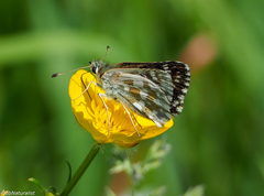 Muschampia tessellum