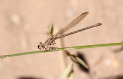 Argia pallens