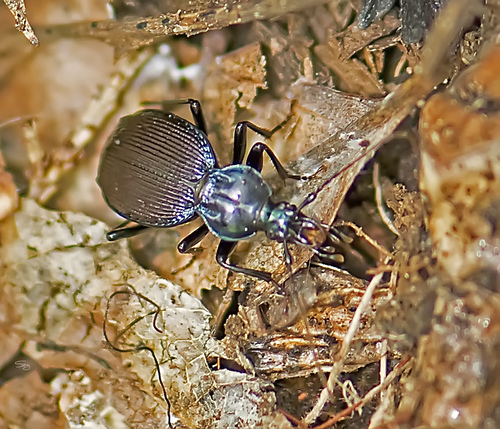 Canada Snail-eating Beetle photo 4