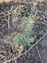 Alyssum simplex