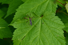 Prionolabis rufibasis
