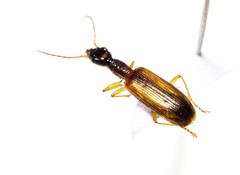 Leptotrachelus dorsalis