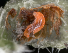 Daktulosphaira vitifoliae