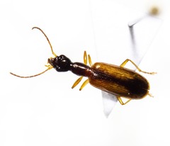 Leptotrachelus dorsalis