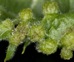 Daktulosphaira vitifoliae