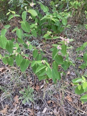 Apocynum androsaemifolium