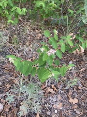 Apocynum androsaemifolium