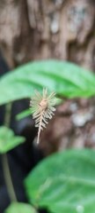 Heliocarpus americanus
